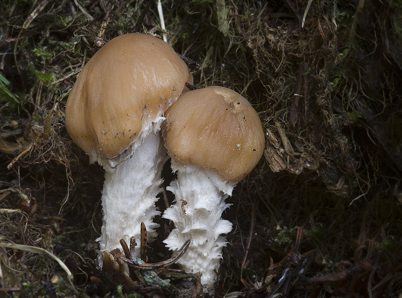 Psathyrella caput-medusae